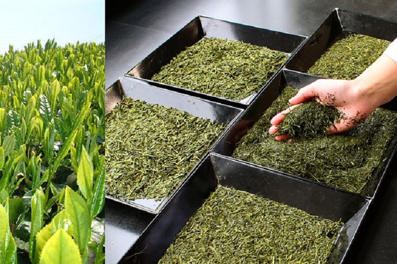 máy sấy trà công nghiệp