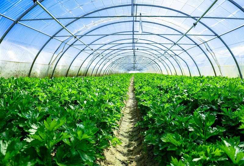 Cách hoạt động của nhà kính trồng rau