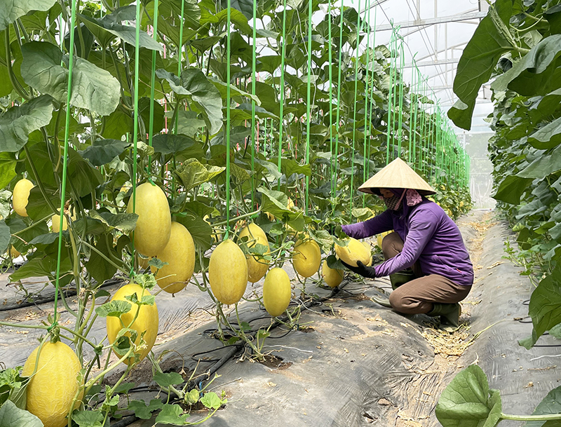 Sản phẩm của nông nghiệp sạch la gì