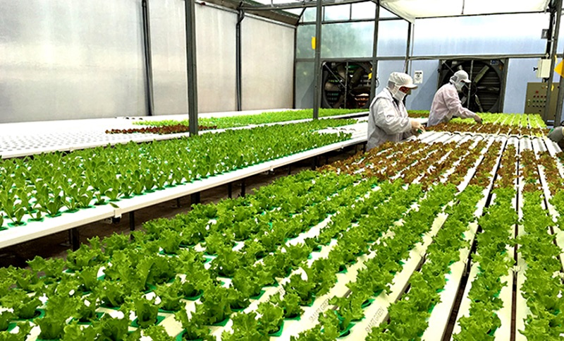 Vai trò của nông nghiệp xanh