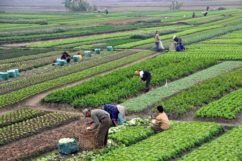 Quan niệm vệ mô hình sản xuất nông nghiệp xanh