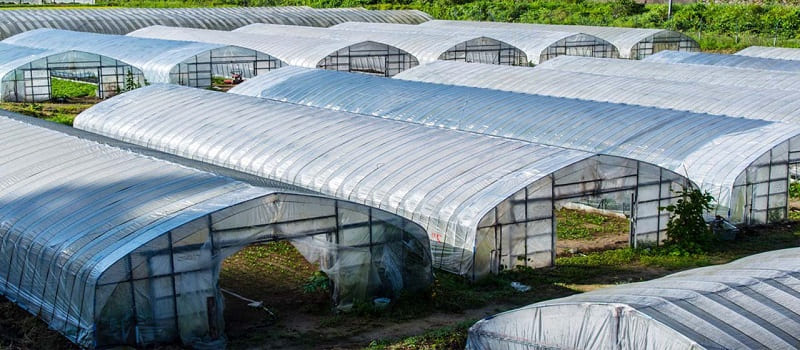 Ưu nhược điểm của việc trồng rau trong nhà kính