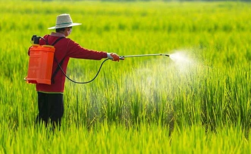 Hoạt động canh tác nông nghiệp của con người tạo ra khí metan và N2O