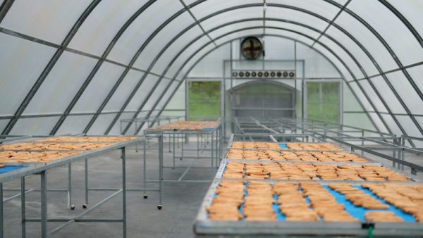 Greenhouse dryer design